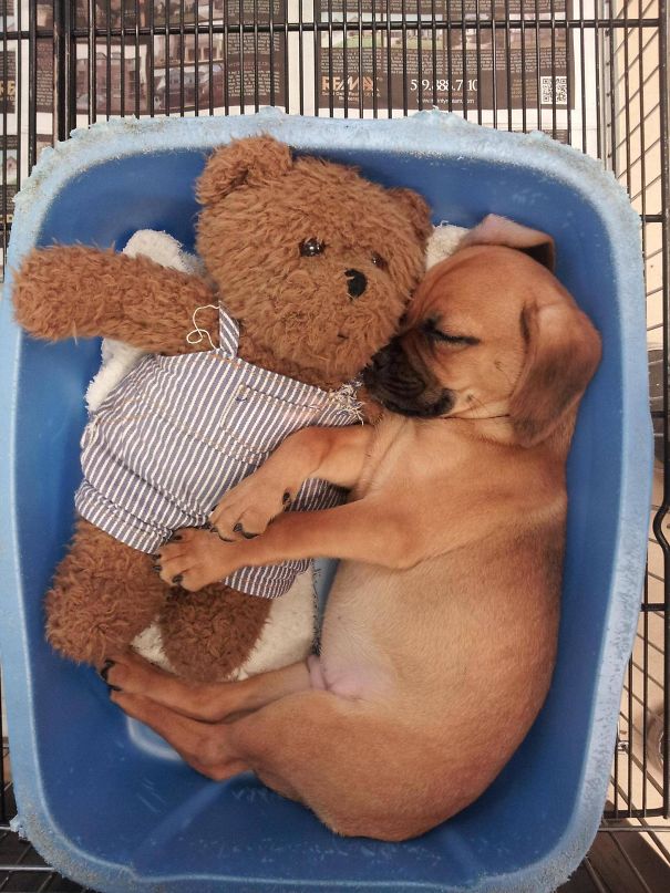 Puppy And Teddy