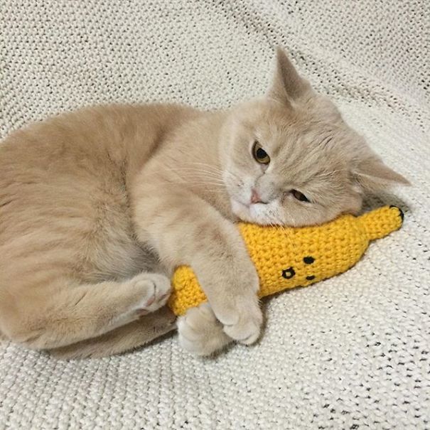 Kitten And His Banana Plush
