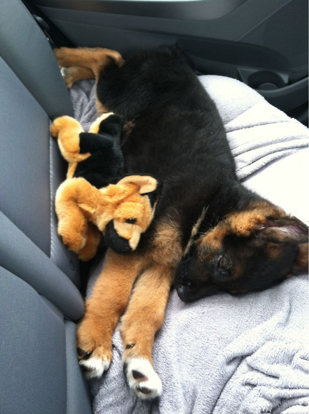 My Puppy With His Puppy