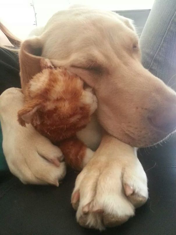 Just A Puppy And His Stuffed Kitten