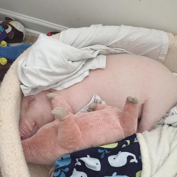 Pickle Sleeps With His Stuffed Animal