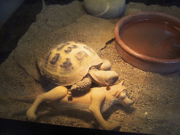 My Pet Tortoise Wont Sleep Without His Happy Meal Toy, If I Take It Out He'll Search Around His Tank Until He Finds It