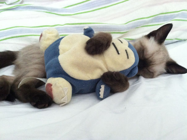 My Kitty With His Favorite Snorlax