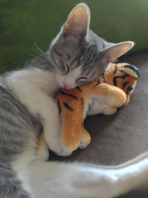 My Kitten Bruce Cuddling With His Stuffed Animal
