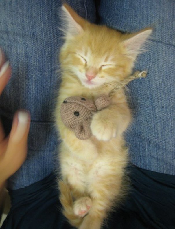 My Sleepy Kitten Cuddling His Favorite Toy