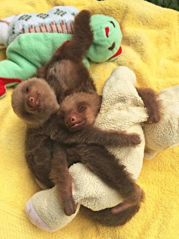 Two Baby Sloths Cuddling With A Plush