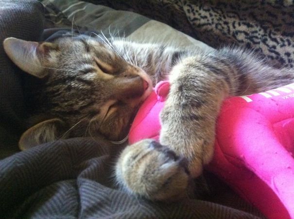 Ringo Cuddling The Pink Toy He Attacks Viciously When He Is Awake
