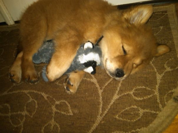 Just A Puppy That Looks Like A Fox Cuddling With A Raccoon Toy