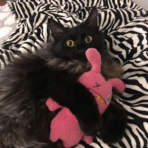 Here's Penny, Snuggling With Her Toy