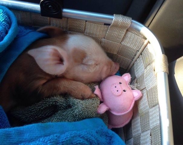 Pig Sleeping With Their Toy