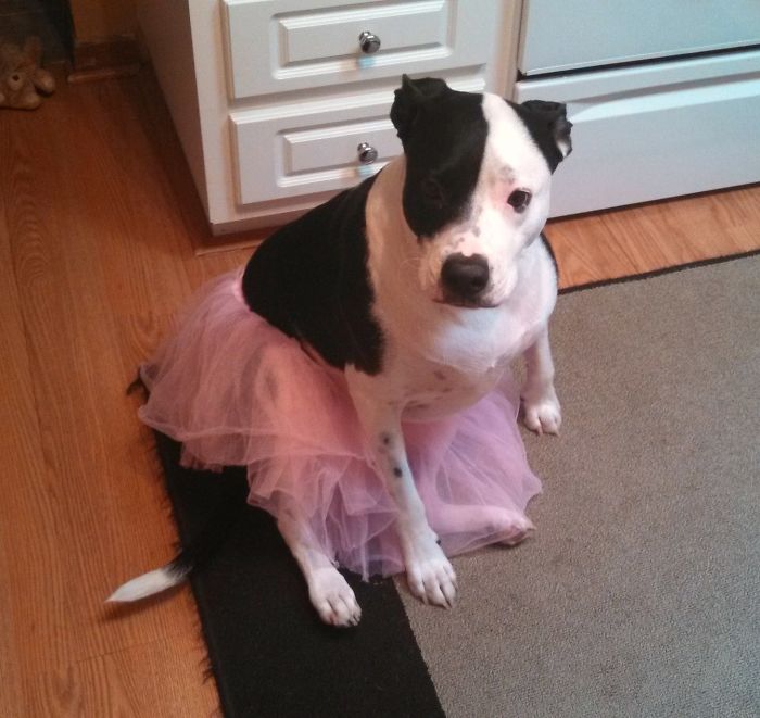 Mi sobrina está aprendiendo ballet y ahora el perro también