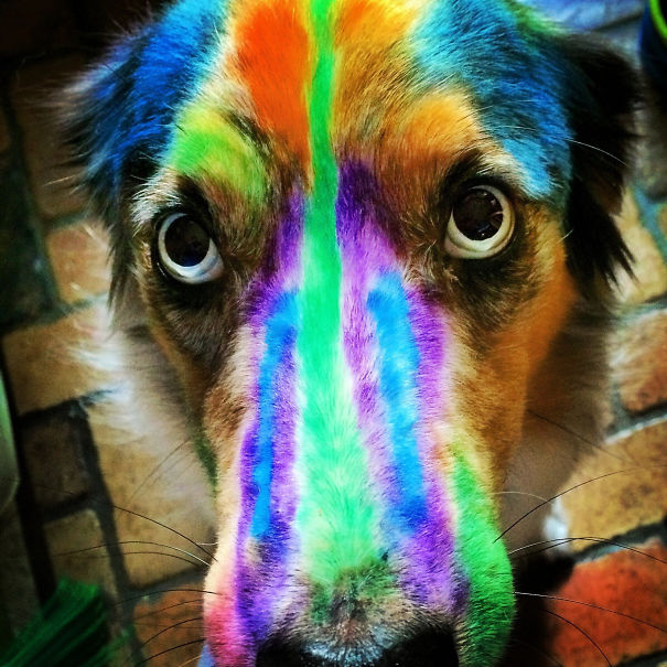 Our Dog Is So Ready For The Kids To Go Back To School (Non-Toxic Markers)