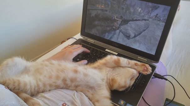 The True (Overly Dramatic) PC Master Race Cat