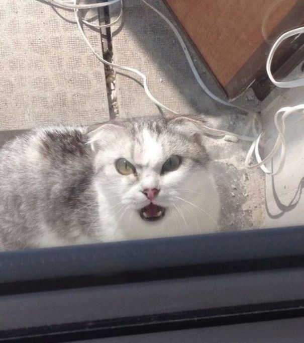 The Face Your Cat Gives You After You Forget About Him Being Outside All Night