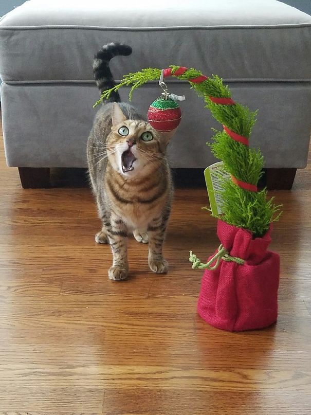 You Call This Christmas Tree??