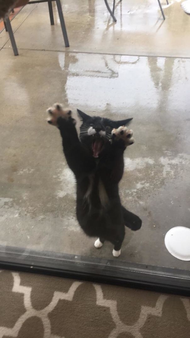 Apparently The Cat Doesn't Like Rain