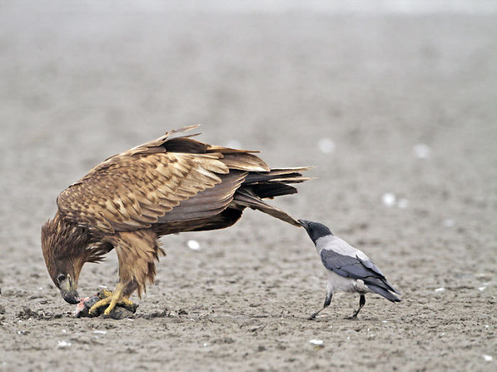 Crows Like To Pull Tails. Some Think It's To Distract Other Animals, Some Think It's For Fun