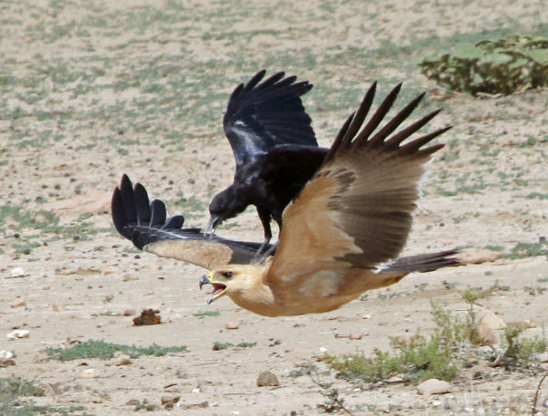 Cape Crow Riding A Tawny Eagle In The Kgalagadi