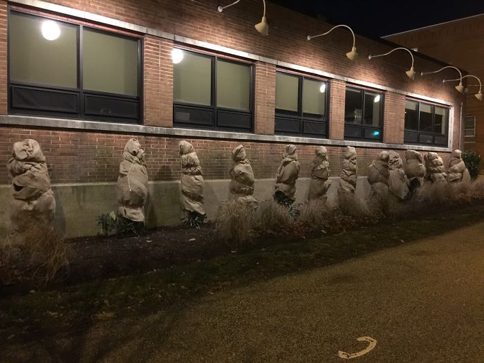 Shrubs Wrapped In Burlap To Protect Them From Winter Weather Look Like Hostages Taking Their Final Pee