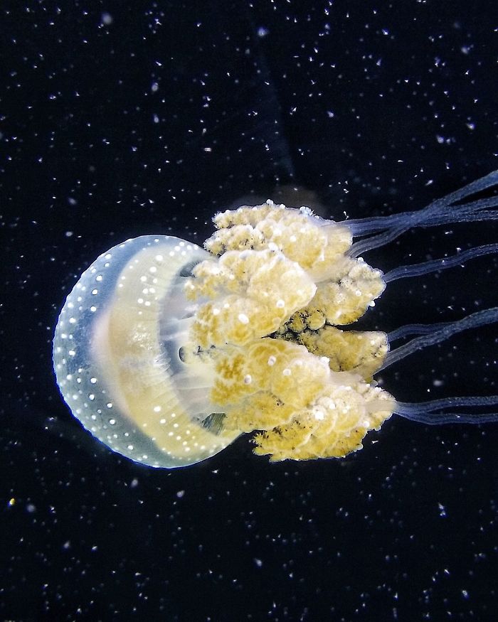 Jellyfish Looks Like It's Floating Through The Cosmos