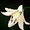 lilyestelle avatar