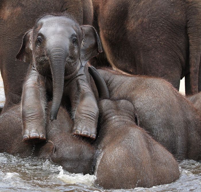 Baby elephant sitting