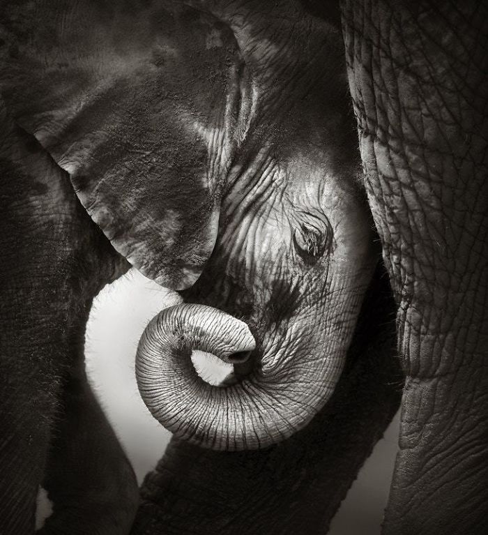 Baby elephant seeking comfort against mother's leg