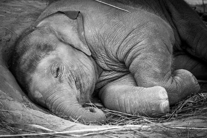Baby elephant sleeping