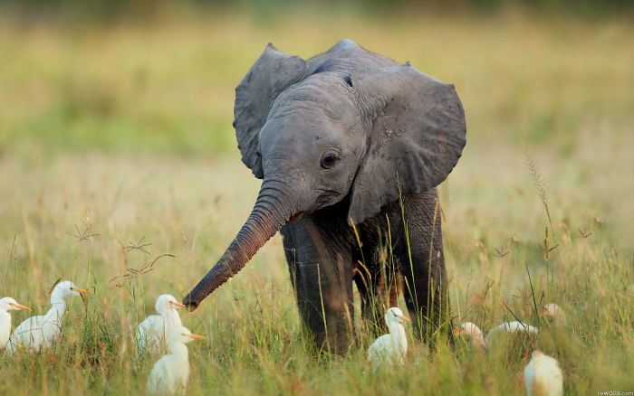 Baby elephant playing with birds