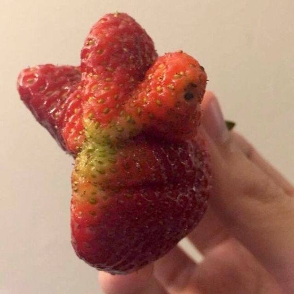 My Strawberry Looks Like A Chameleon