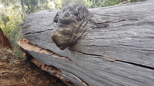 The Knot In This Fallen Tree Looks Like A Dog Head
