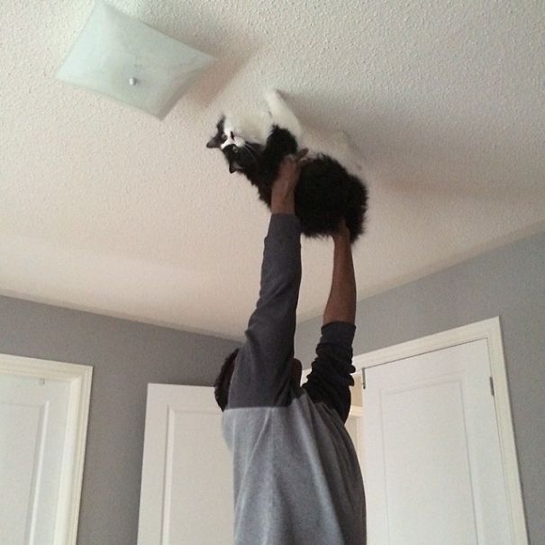 Walked On My Husband Walking The Cat Across The Ceiling While Singing "Spider Cat, Spider Cat, Does Whatever A Spider Cat Does"