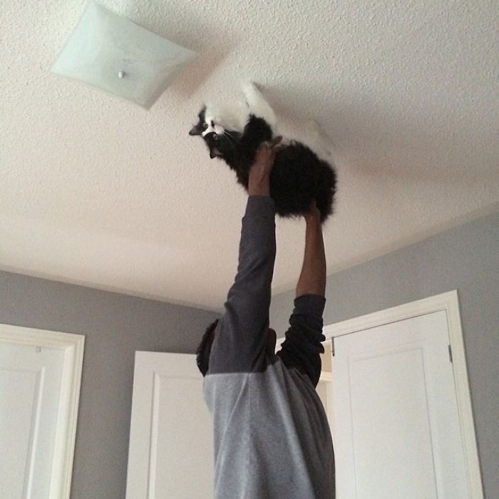 Me encontré a mi marido paseando al gato por el techo y cantando "Spidergato"