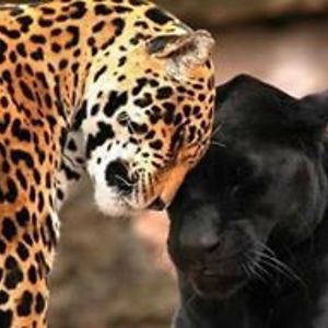 cynthiajewell3377 avatar