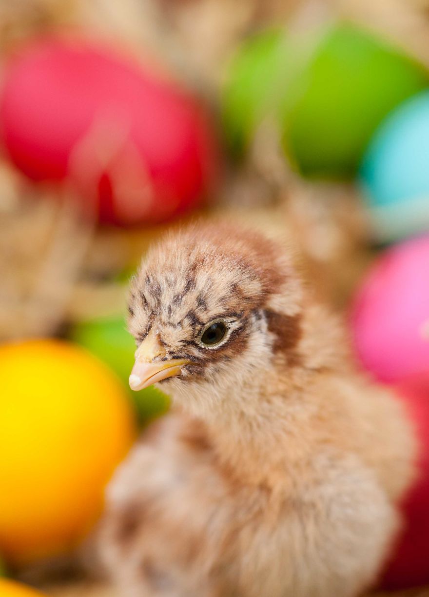 To Celebrate The Easter Season, I Photographed Beautiful Chicks