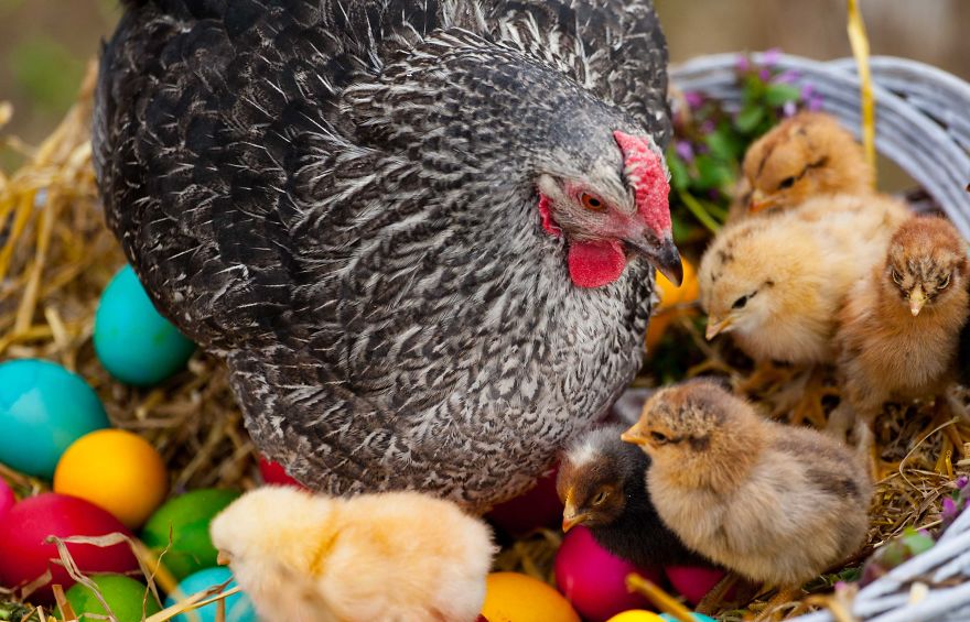 To Celebrate The Easter Season, I Photographed Beautiful Chicks