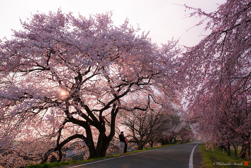 I Captured Sakura Bloom In Japan