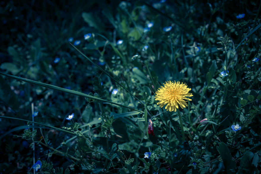 I Photograph Dandelions In The Blue World