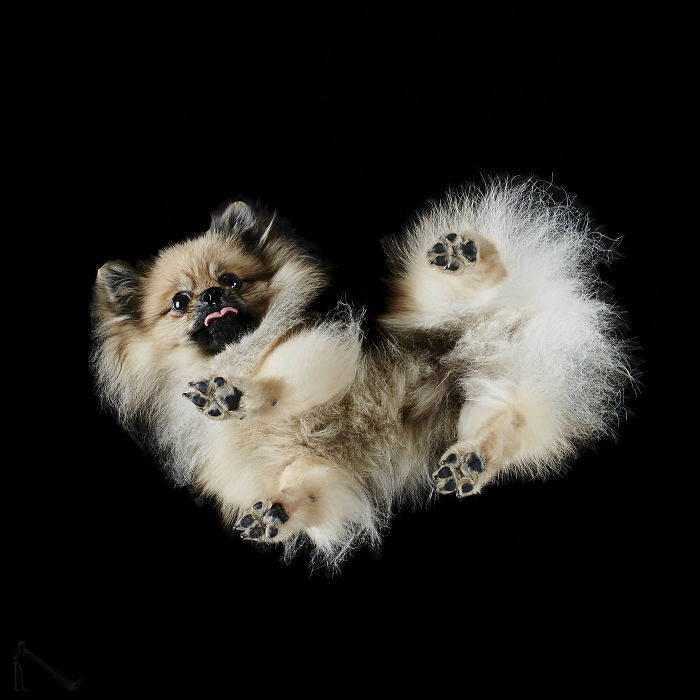 Under-dogs: I Photograph Dogs From Underneath