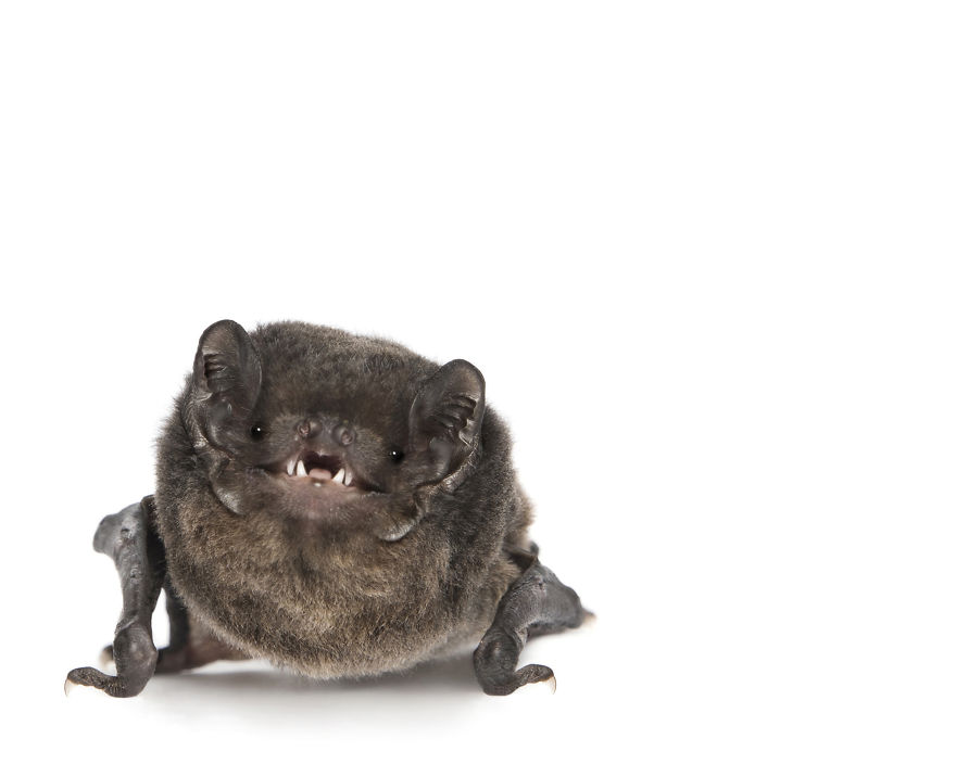 This Rescued Bat Smiles For The Camera