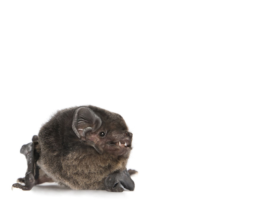 This Rescued Bat Smiles For The Camera
