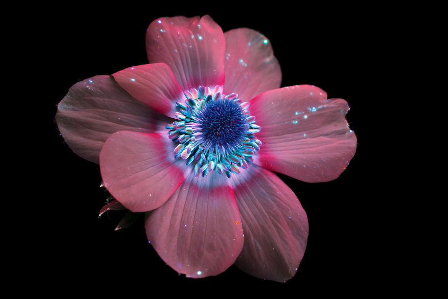 I Make Flowers Glow To Photograph Their Invisible Light