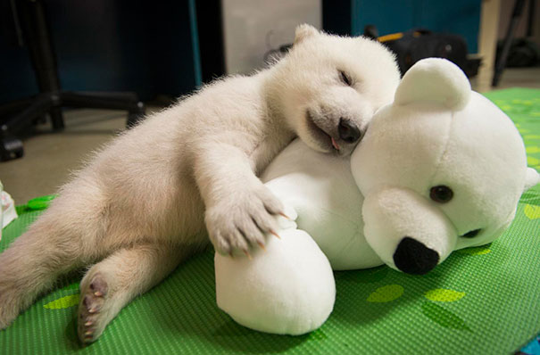 Polar Bear Cub Snuggling With Her Stuffed Friend