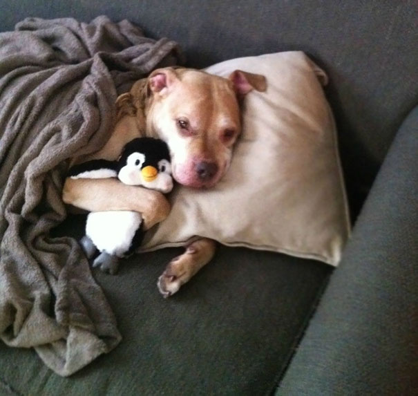 A Dog Who Is Taking A “Sick Day” To Spend More Time With His Penguin
