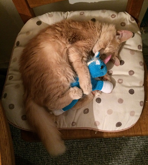 For Those Of You Having A Bad Day. Enjoy A Picture Of My Cat Cuddling Her Favourite Unicorn Toy