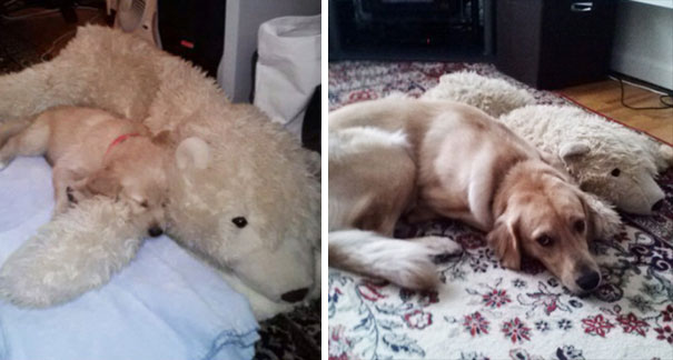 One Year Later And He Still Loves To Cuddle With This Stuffed Polar Bear