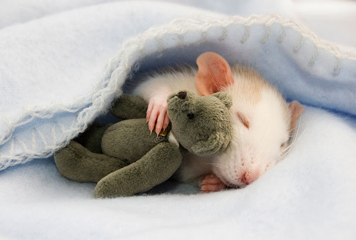 These 201 Pictures Of Adorable Pets Sleeping With Toys Will Be Too Much Cuteness For You To Take