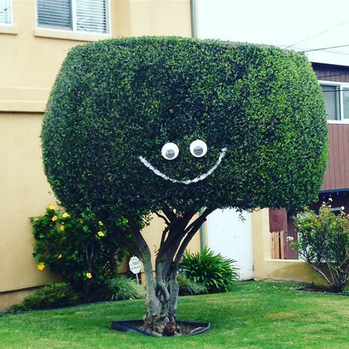Loving This Tree In Our Neighborhood