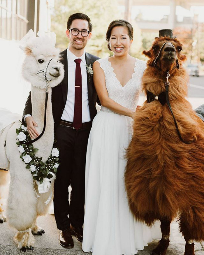 Llamas At The Wedding
