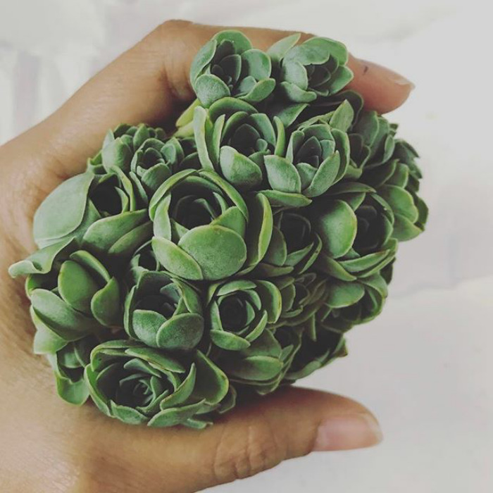 Rose Shaped Succulents